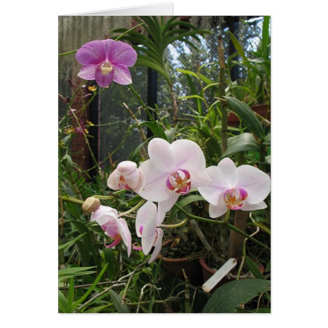 Orchideeën - Gepersonaliseerd (Voorkant)