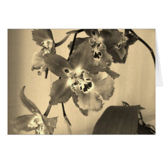 orchideeën in sepia tone