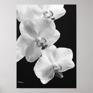 Orchideeën in zwart-wit Poster, 24X33.6 Poster