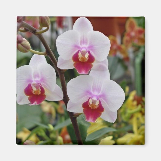 Orchideeën Magneet (Voorkant)
