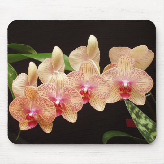 Orchideeën. Muismat (Voorkant)
