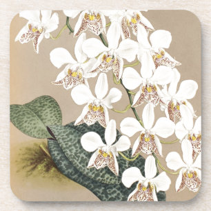 Orchideeën Onderzetter