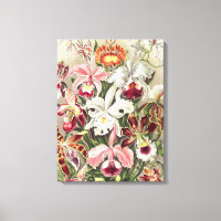 Orchideeën, Orchideae Denusblumen, door Ernst Haec