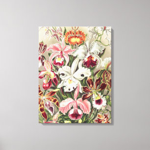 Orchideeën, Orchideae Denusblumen, door Ernst Haec Canvas Afdruk