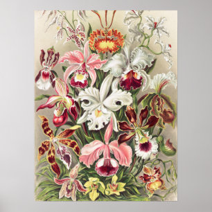 Orchideeën, Orchideae Denusblumen, door Ernst Haec Poster