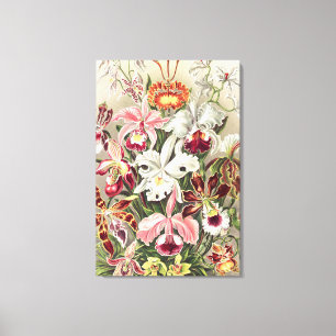 Orchideeën, Orchideae Denusblumen door Ernst Haeck Canvas Afdruk