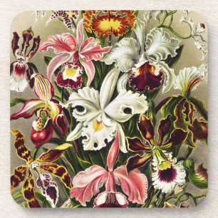 Orchideeën, Orchideae Denusblumen Ernst Haeckel Bier Onderzetter