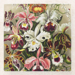 Orchideeën, Orchideae Denusblumen Ernst Haeckel Glazen Onderzetter