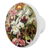 Orchideeën, Orchideae Denusblumen Ernst Haeckel Keramische Knop (Rechts)