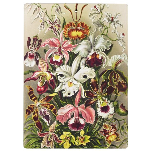 Orchideeën, Orchideae Denusblumen Ernst Haeckel Klembord (Achterkant)