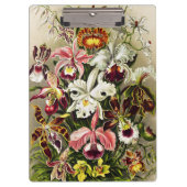 Orchideeën, Orchideae Denusblumen Ernst Haeckel Klembord (Voorkant)