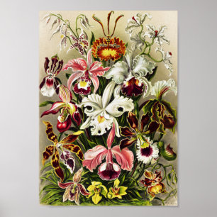 Orchideeën, Orchideae Denusblumen Ernst Haeckel Poster
