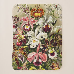 Orchideeën, Orchideae Denusblumen Ernst Haeckel Sherpa Deken