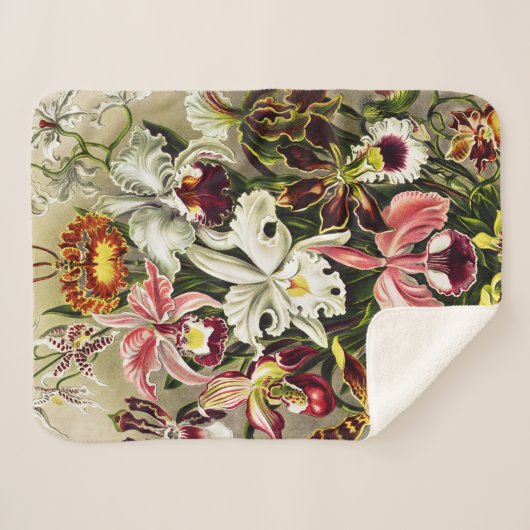 Orchideeën, Orchideae Denusblumen Ernst Haeckel Sherpa Deken (Voorkant (horizontaal))