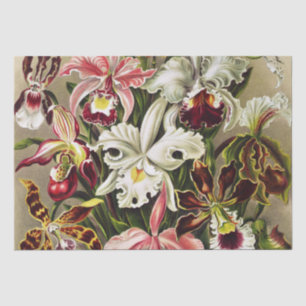 Orchideeën, Orchideae Denusblumen Ernst Haeckel Tissuepapier