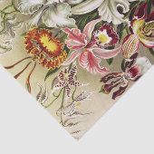 Orchideeën, Orchideae Denusblumen Ernst Haeckel Tissuepapier (Detail)