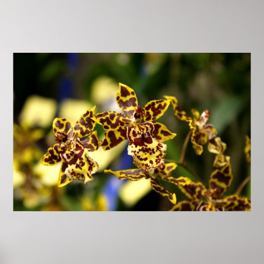 Orchideeën poster (Voorkant)