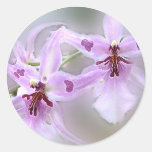 Orchideeën Ronde Sticker