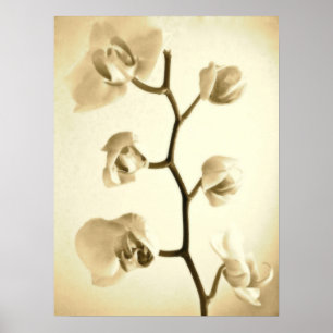 Orchideeën {Sepia} POSTER