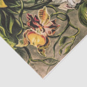 Orchideeën van Ernst Haeckel Tissuepapier (Detail)