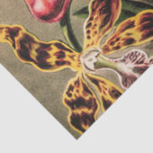 Orchideeën van Ernst Haeckel Tissuepapier (Detail)