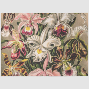 Orchideeën van Ernst Haeckel Tissuepapier