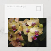 Orchideeën van roze en geel briefkaart (Voorkant / Achterkant)