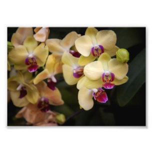 Orchideeën van roze en geel foto afdruk