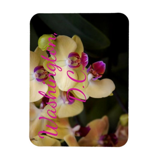 Orchideeën van roze en geel, Washington D.C. Magneet (Verticaal)
