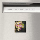 Orchideeën van roze en geel, Washington D.C. Magneet (Insitu (Vaatwasser))