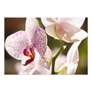 Orchideeën van Shirley Taylor Foto Afdruk