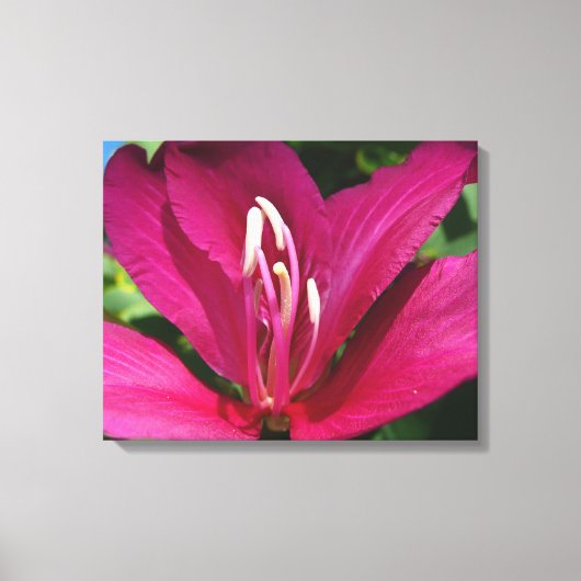 Orchideeënboom Bloesem Tropische Bloemen Canvas Afdruk (Voorkant)