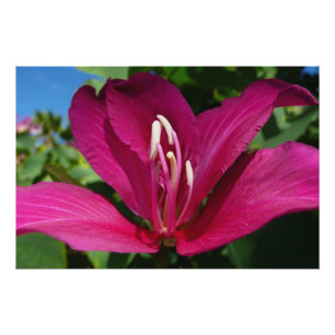 Orchideeënboom Bloesem Tropische Bloemen Perfect Poster