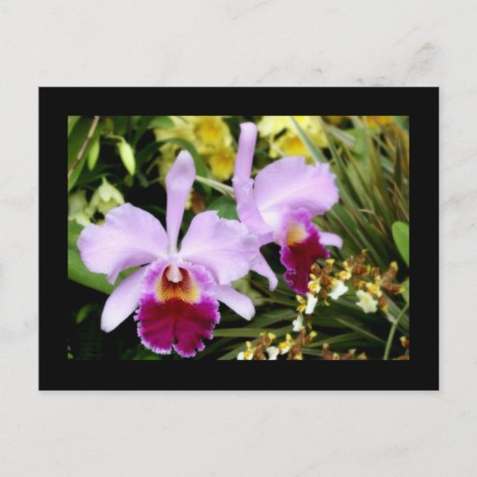 Orchideeënpaar Briefkaart (Voorkant)