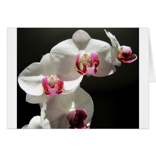 Orchidées (Devant horizontal)