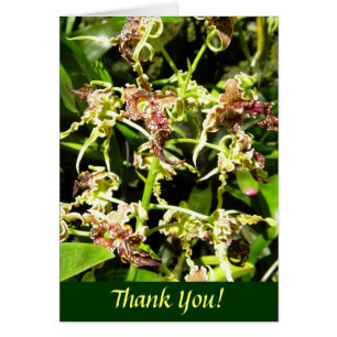 Orchidées