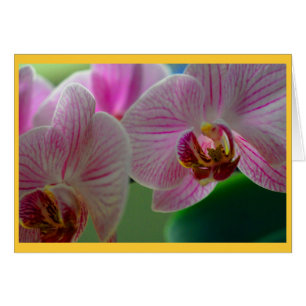Orchidées
