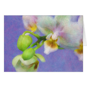 Orchidées
