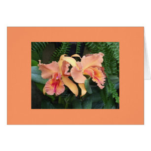 Orchidées