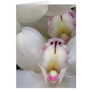 Orchidées…