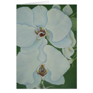 Orchidées blanches