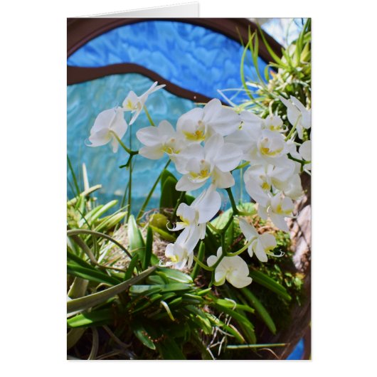 "Orchidées blanches" (Devant)