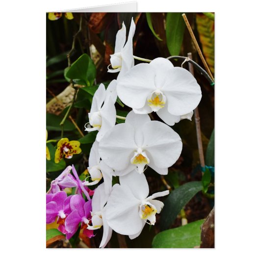 Orchidées Blanches (Devant)