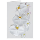 Orchidées blanches (Devant)