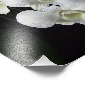 Orchidées blanches 10" x 8" Impression photo (Coin)
