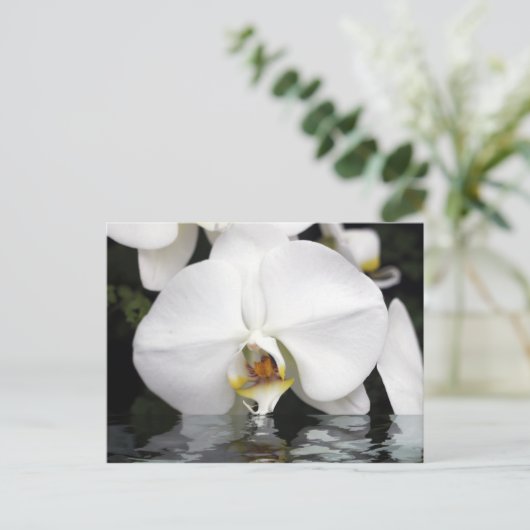 Orchidées blanches émergent de la carte postale de (Debout devant)