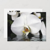 Orchidées blanches émergent de la carte postale de (Devant / Derrière)