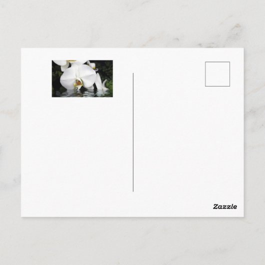 Orchidées blanches émergent de la carte postale de (Dos)