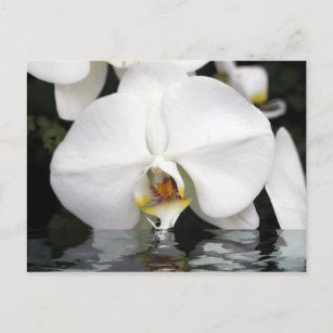 Orchidées blanches émergent de la carte postale de