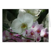 Orchidées blanches et violettes (Devant horizontal)